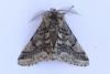 Lycia hirtaria